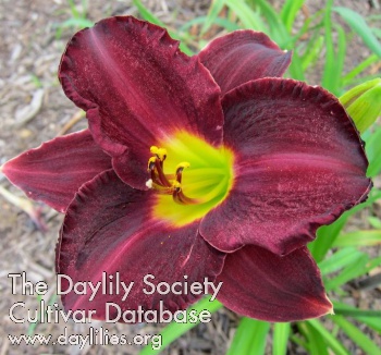 Daylily Pygmy Plum